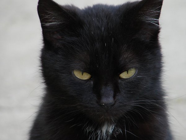 Puis-je laver mon chat avec du savon ?