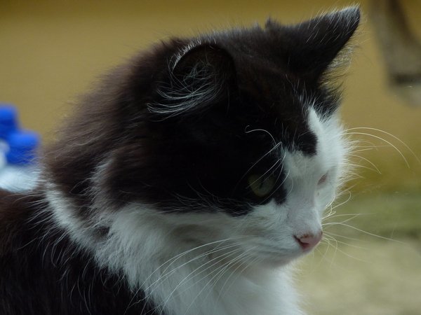 Comment laver son chat sans shampoing pour chat ?