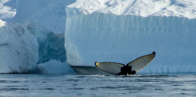 a white whale swimming in water